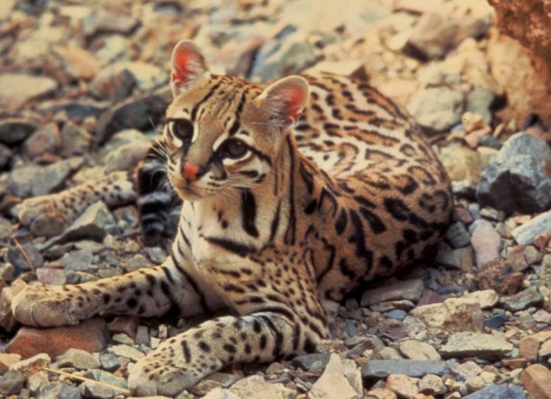 El tigrillo es una de las cinco especies de felinos silvestres detectadas en zonas boscosas de la jurisdicción de Corantioquia. FOTO Cortesía 