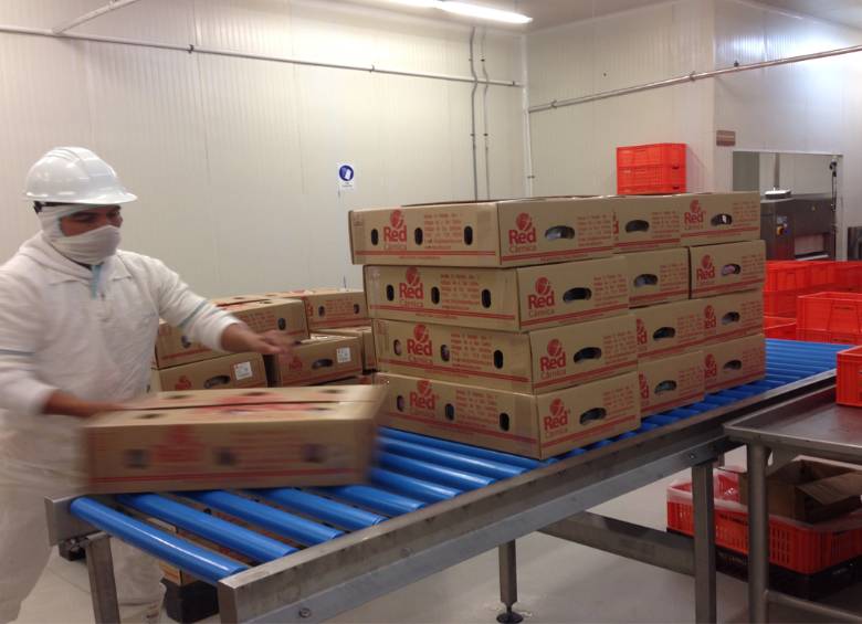 En 2014 Agrofuturo trajo a Minerva Foods de Brasil, que hace 15 días formalizó la compra del frigorífico Red Cárnica. FOTO cortesía