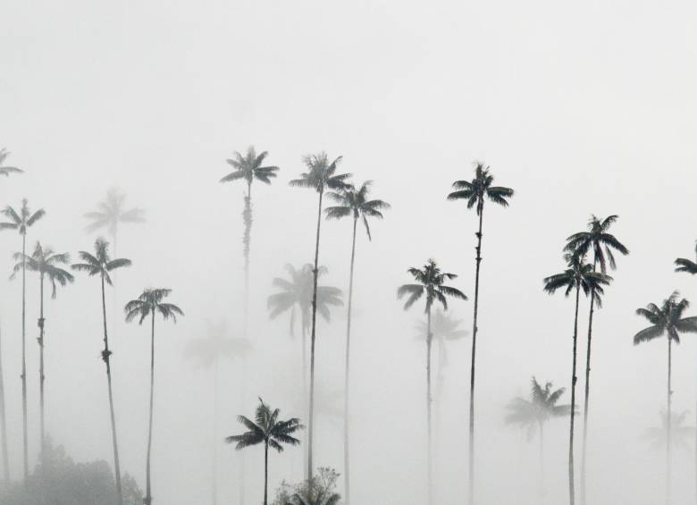 Tal vez no llegue a conocer especies de plantas más raras del planeta. Casi el 40 por ciento de las especies son vulnerables a la crisis climática. FOTO Edwin Bustamante 