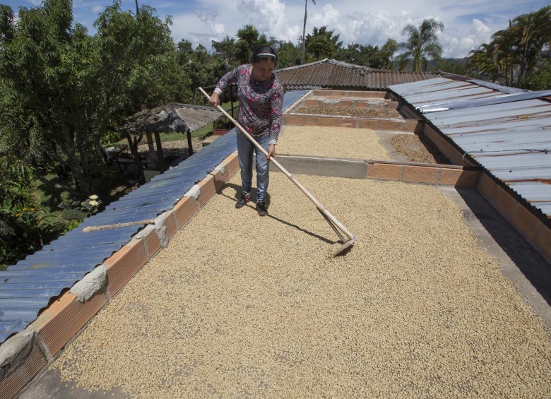 La producción cafetera en enero sumó 1,29 millones de sacos de 60 kilos cada uno. Foto: Manuel Saldarriaga.
