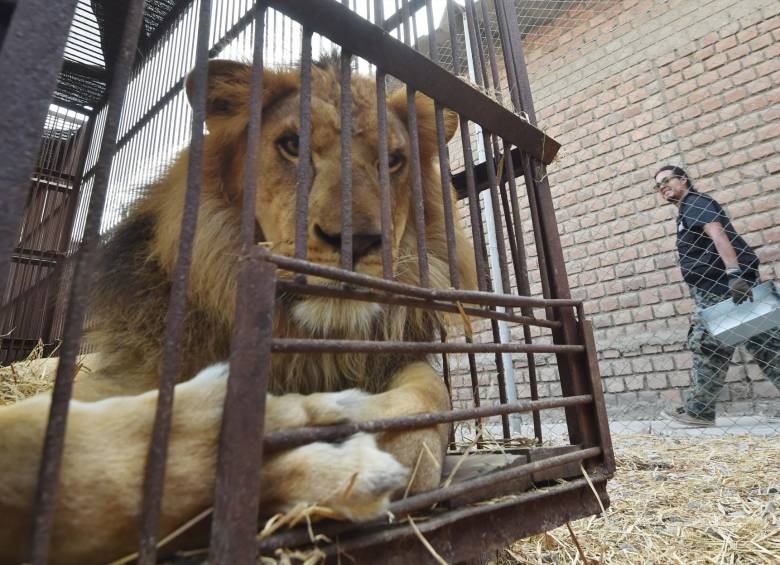  Zeus, Iron, Easy, Shakira, Ojiclaro, Bolillo, Barbie, Junior y Buba, los nueve leones incautados al Circo África en julio de 2014 en Piedecuesta. FOTO AFP