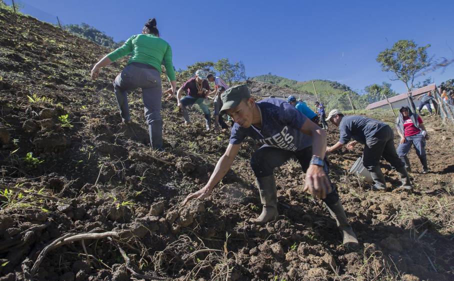 En el ETCR de Santa Lucía, Ituango (foto), le apuestan a cultivar el campo como proyectos económicos. FOTO Donaldo Zuluaga