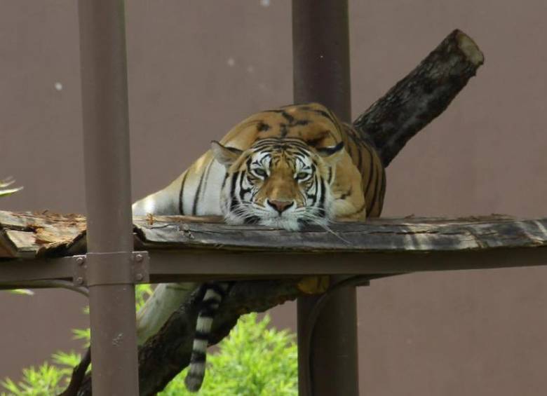 Con Shere Khan son tres los animales que mueren en el zoológico durante este año. FOTO TWITTER MILENIO