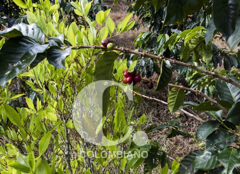 3.Algunos labriegos mezclan cultivos de coca y café, sin embargo el sustento lo da lo ilegal.