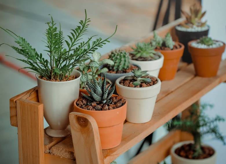 Las plantas de interiores se escogen por su belleza o adaptabilidad, no por su trabajo de limpieza. Foto Pexels