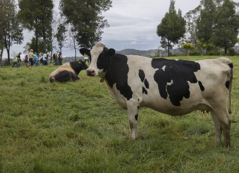 Prácticas lecheras en el hato. FOTOS CORTESÍA Y DONALDO ZULUAGA