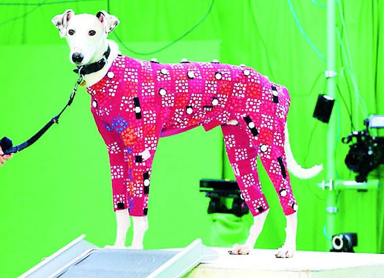 Recrear simios no es difícil desde la animación. Sí lo es para los perros. Por eso se necesitan modelos. FOTO agencia sinc