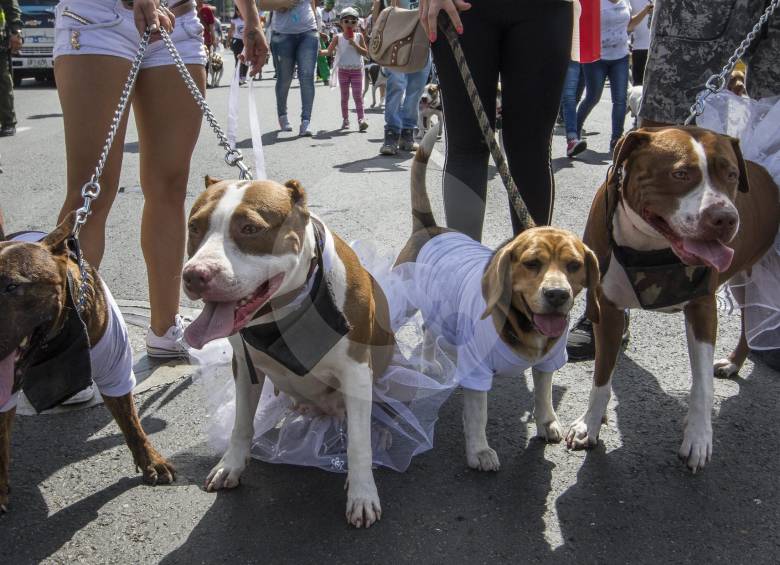 Los expertos definen al pitbull como un perro deportivo. Sugieren que el can socialice con otros animales y personas desde sus primeros meses y durante toda su vida. FOTO Róbinson sáenz