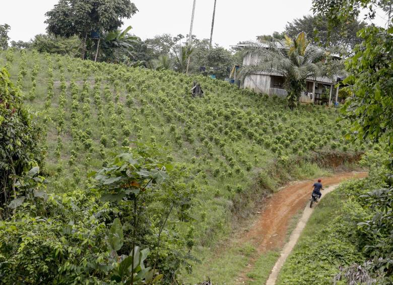 Cultivos de coca en Alto Mira y Frontera, en el Pacífico Colombiano. FOTO Manuel Saldarriaga Quintero