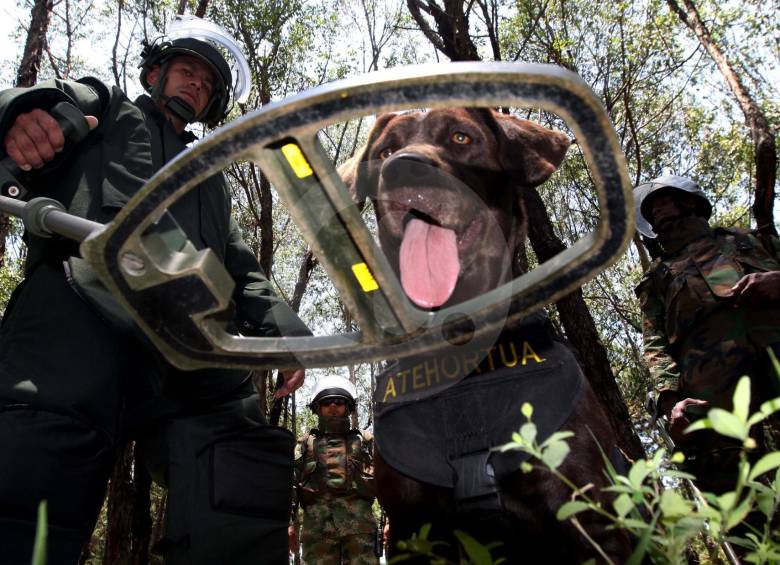 En Colombia se desmina manualmente, con caninos y mecánico, dependiendo de la calidad del suelo. FOTO Manuel Saldarriaga