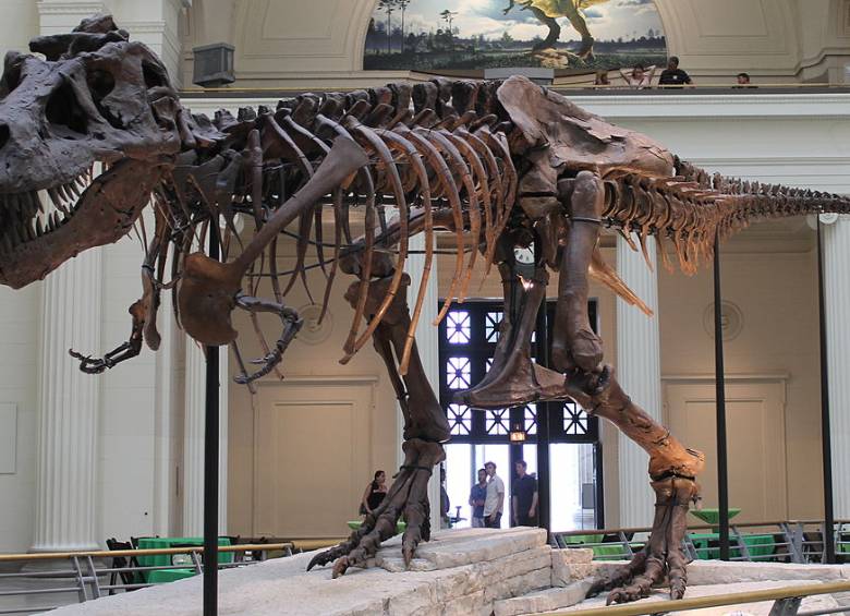 Este es Sue, un dinosaurio que fue vendido hace dos décadas. Foto Connie Ma 