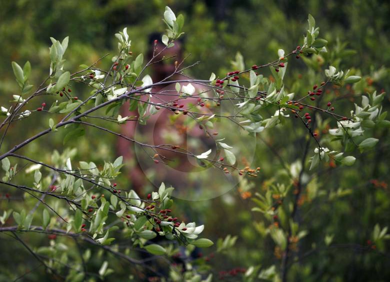 Según Naciones Unidas, en Colombia había, en 2017, 171.000 hectáreas cultivadas con hoja coca. Un crecimiento exponencial desde 2013, cuando había 48.000. FOTO Manuel Saldarriaga 