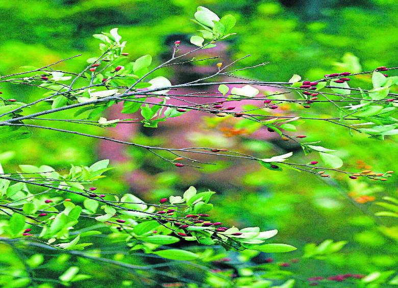 Las regiones con más coca son Nariño, Putumayo, Caquetá, Meta y el Catatumbo. FOTO archivo