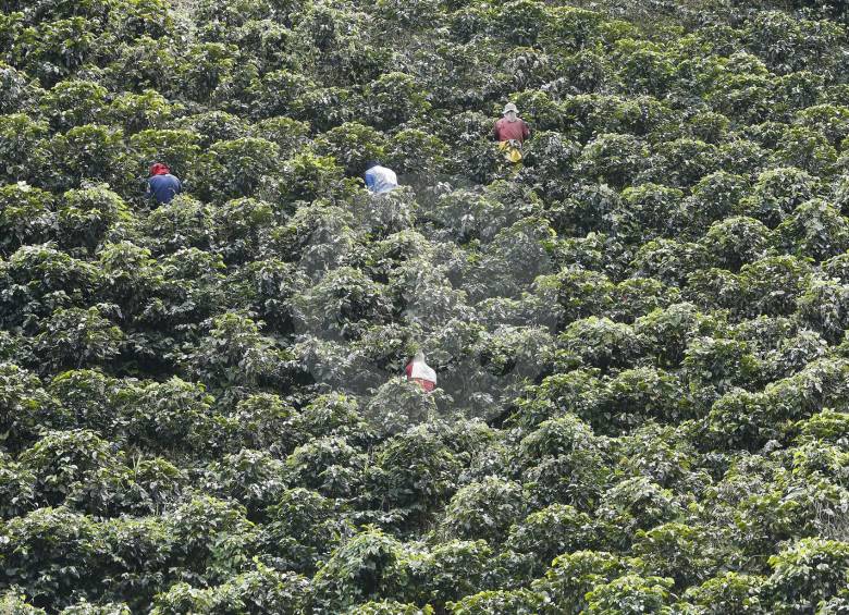 Colombia se planteó la meta, desde 2016, de reforestar cerca de un millón de hectáreas del agro. FOTO manuel saldarriaga