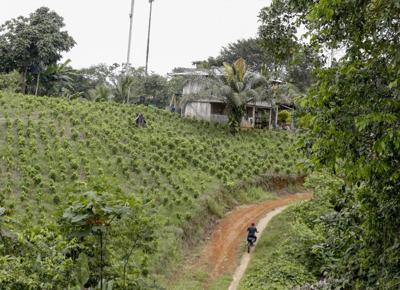 Cultivos de coca en Alto Mirá y Frontera, en el Pacífico Colombiano, cerca a Tumaco. FOTO Manuel Saldarriaga Quintero