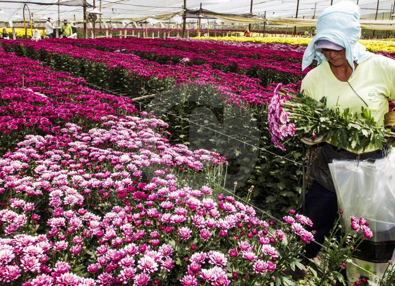 Un dólar alto anima a los floricultores antioqueños a la hora de afrontar el primer pico de demanda de 2017. FOTO Jaime Pérez Munévar