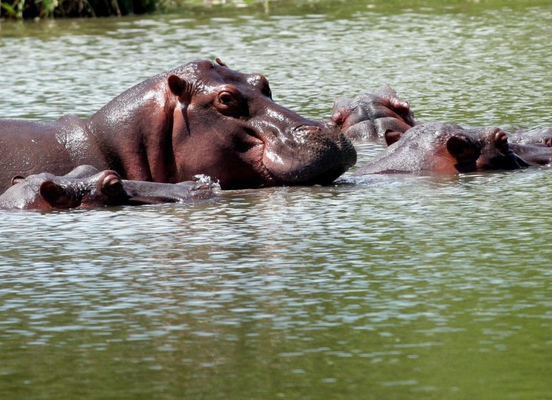 El Estado lleva años tratando de definir qué hacer con los hipopótamos: eliminarlos, situación que agobia a los animalistas, o esterilizarlos, lo que cuesta mucho dinero. Mientras tanto, la cantidad de mamíferos sigue creciendo. FOTO: JAIME PÉREZ MUNÉVAR.
