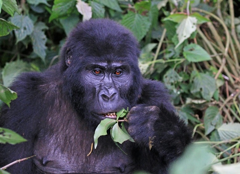 Unos 792 kilómetros cuadrados comprende el hábitat restringido de los gorilas de montaña en tres países africanos. La mayor amenaza es la agricultura intensiva. FOTO Charles Sharp