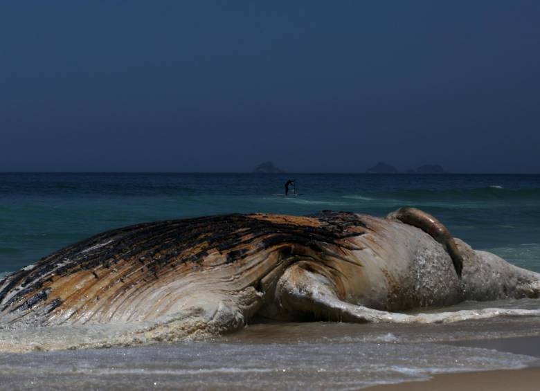 Ballena apareció muerta en playa de Río de Janeiro 