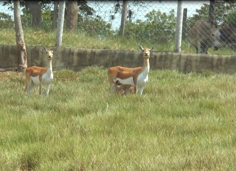 Recientemente, en Nápoles también se dio el nacimiento de una cervicabra. Foto cortesía