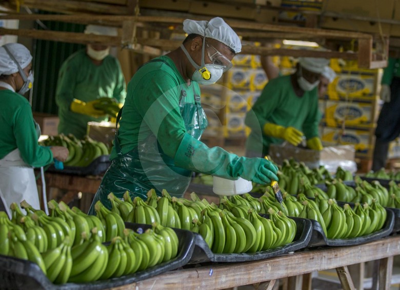 Se calcula que la agroindustria bananera en Colombia es fuente de generación de empleo con más de 35.000 trabajadores directos y 130.000 indirectos. FOTO Juan Antonio Sánchez
