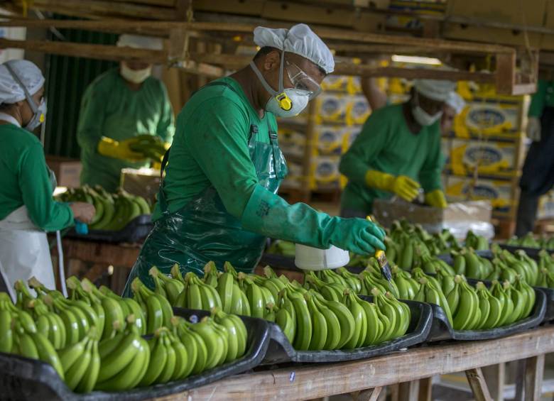 Se calcula que la agroindustria bananera en Colombia es fuente de generación de empleo con más de 35.000 trabajadores directos y 130.000 indirectos. FOTO Juan Antonio Sánchez