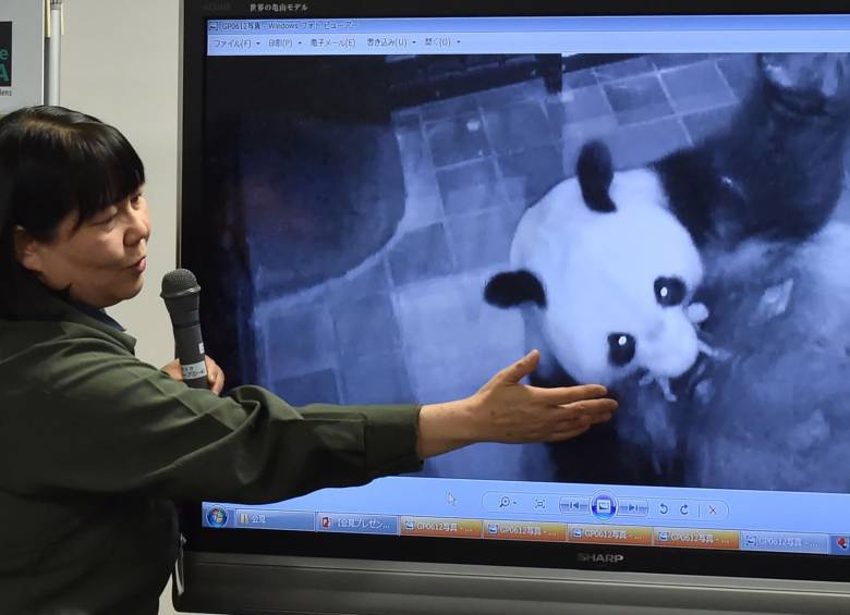 Los pandas ya no aparecen dentro de la clasificación de peligro de extinción, sino en la categoría de especie vulnerable. Foto: EFE