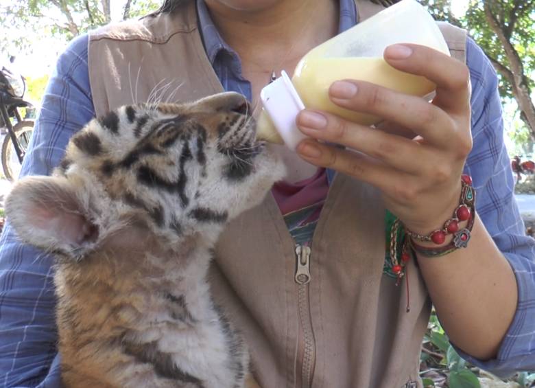 Los tigres de Bengala, en la foto uno nacido en Nápoles, son de los más traficados del planeta.