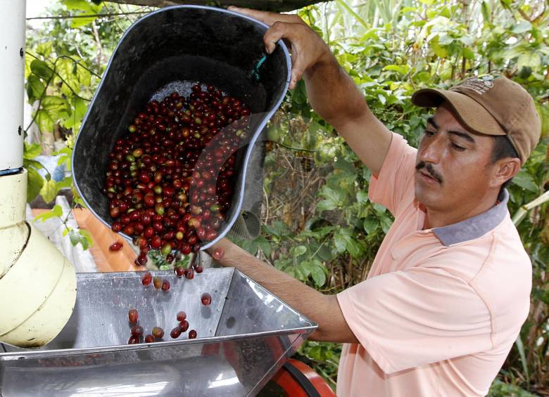 Para la cosecha cafetera de fin de año, los productores pagarían a $450 por kilo recolectado. Foto: Archivo. 