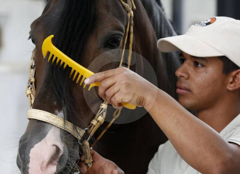 ¿Cómo se prepara un caballo para una exhibición?