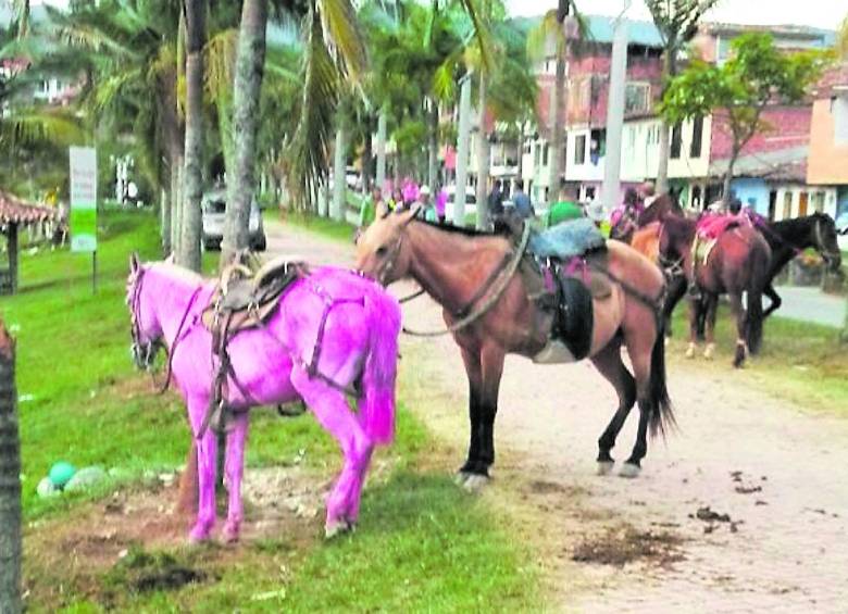 A uno de los caballos lo pintaron de rosado para un carnaval tradicional que se hace en Guatapé el 31 de diciembre. 
