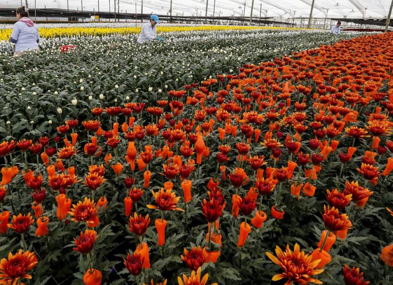 Las flores del Oriente antioqueño son uno de los principales productos de exportación. Foto Jaime Pérez