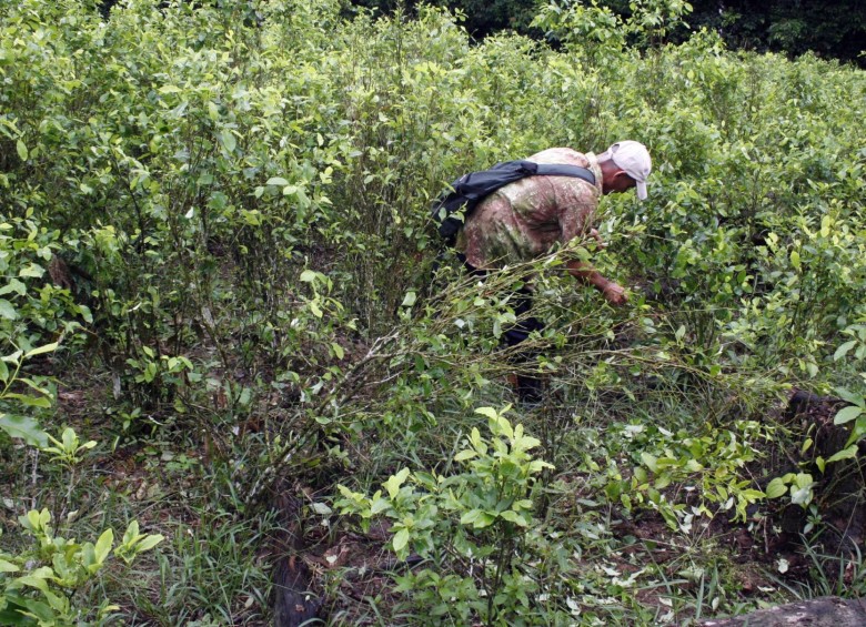 Cultivos de coca en frontera colombo ecuatoriana. FOTO: Manuel Saldarriaga.