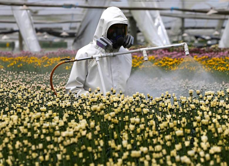 El cultivo de flores, una de las vocaciones productivas de varios municipios del Oriente. FOTO JULIO CÉSAR HERRERA
