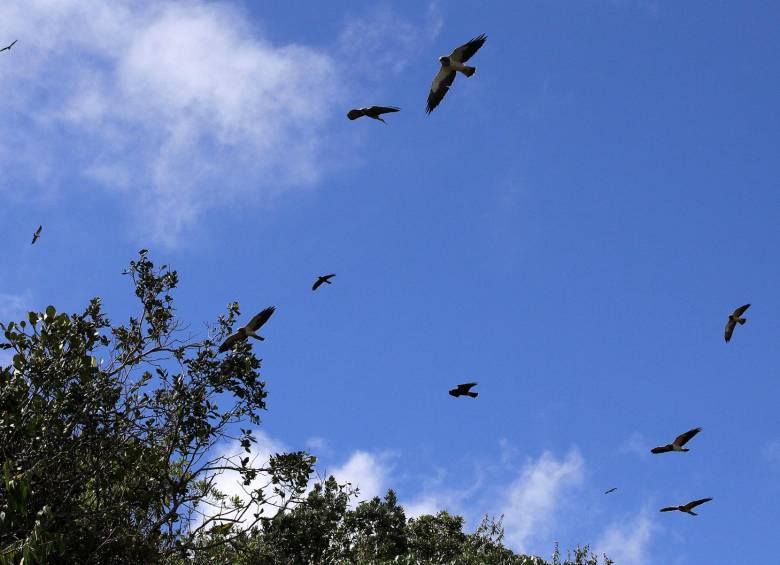 Aves migratorias sobre La Sebastiana, un espectáculo que se repite: varias especies están cruzando por la región rumbo al sur. Los gavilanes son de las más vistosas. FOTO Archivo/Donaldo Zuluaga