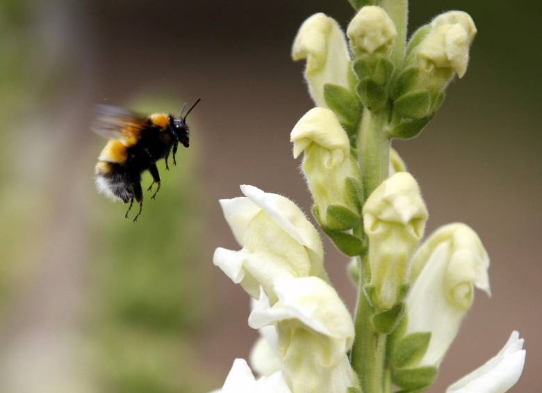 Imagen de archivo. FOTO: MANUEL SALDARRIAGA