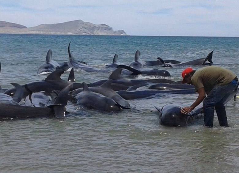 FOTO Secretaría de Marina de México