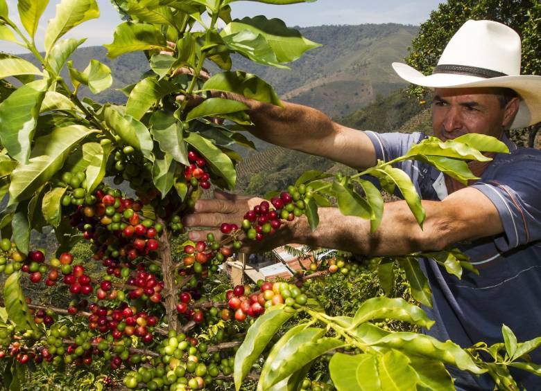 Estadísticas del Centro Nacional de Investigaciones de Café (Cenicafé) y el Servicio de Extensión señalan que 469.000 caficultores y 693.000 hectáreas de café presentaron algún tipo de afectación por el Niño. FOTO Jaime Pérez Munévar