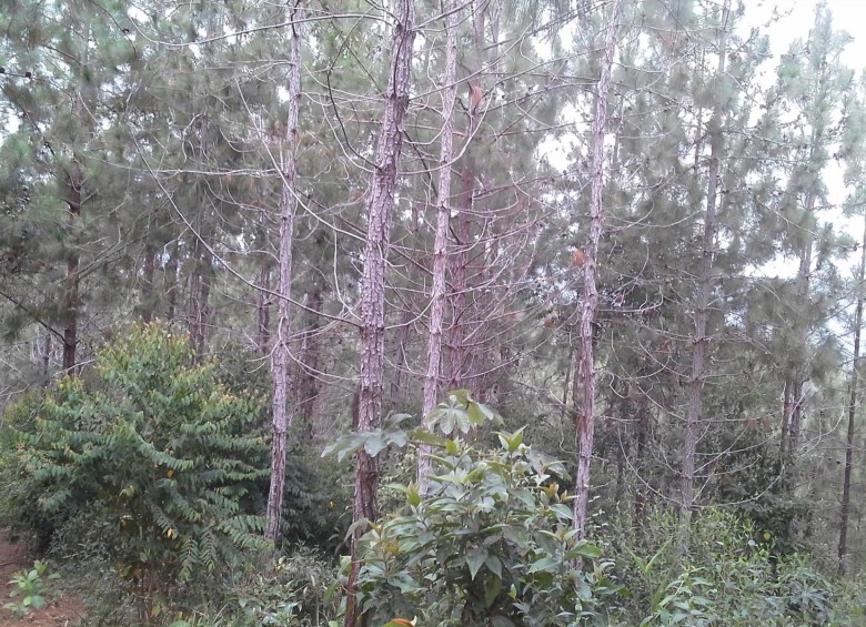 La finca La Guaca, en Salgar, Antioquia, está sembrada en esta variedad de pino, llamada tecunumanii. FOTO cortesía de ria.