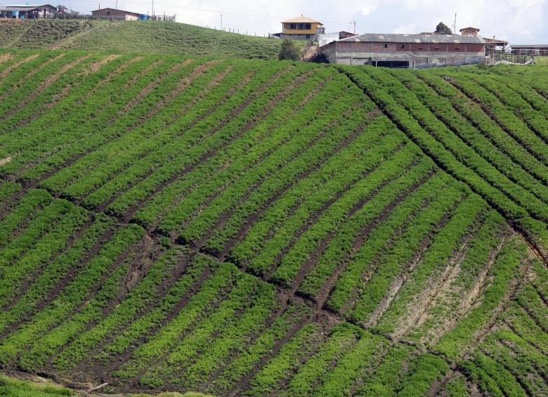 A finales de este año el Dane tiene previsto entregar toda la información del Censo Nacional Agropecuario. FOTO julio césar herrera