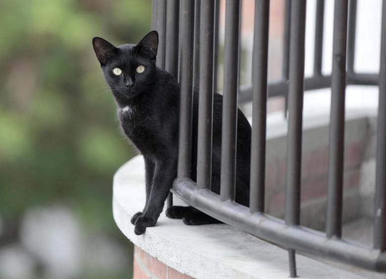 Serán los perros o los gatos. ¿Cuáles son los animales más populares en internet?. FOTO Archivo Manuel Saldarriaga