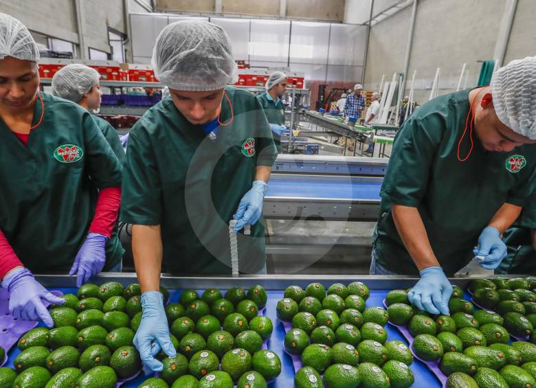Las exportaciones de aguacate crecieron 51,1 % en Colombia durante el año pasado, con respecto a 2016. FOTO RÓBINSON SÁENZ