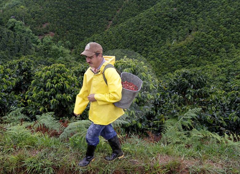 En el último año el área cultivada de café en Antioquia se redujo en 3.834 hectáreas según datos del Sistema de Información Cafetera (Sica). Foto: EL COLOMBIANO.