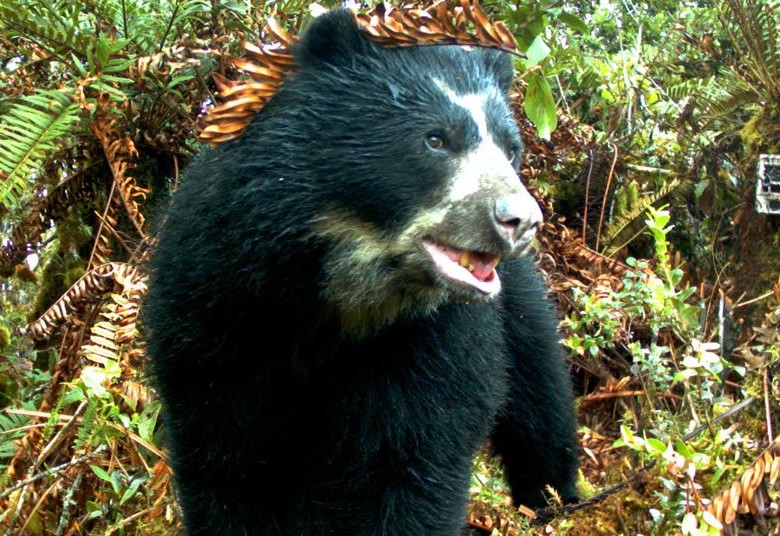 Corpoguavio anunció investigación para esclarecer la muerte del ejemplar de oso de anteojos. FOTO Cortesía Parques Nacionales de Colombia