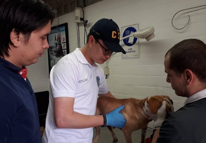 Médicos veterinarios forenses evalúan la condición de la perra rescatada, confirmando sus lesiones. FOTO CORTESÍA