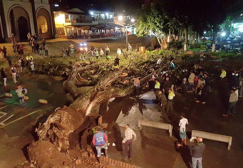En todo el parque principal estaba ubicado el legendario samán. FOTO ALCALDÍA DE TÁMESIS
