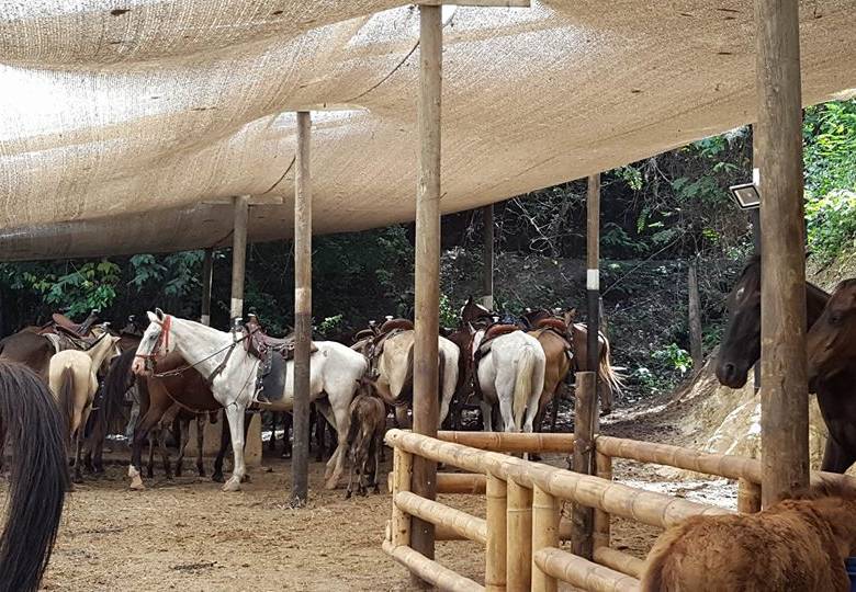 Ya se iniciaron tratamientos veterinarios y nutricionales para los caballos. Fotos Cortesía Luisa Giraldo