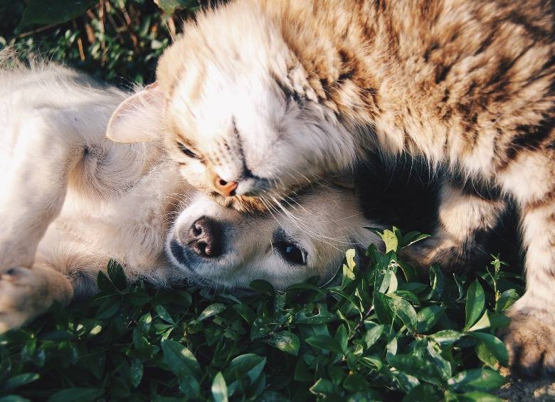 El caso de un perro en Hong Kong que dio positivo para el nuevo coronavirus podría causar confusión. 