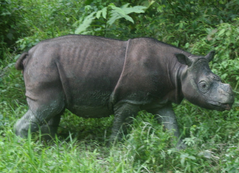 El rinoceronte fue capturado en una plantación de aceite de palma en Sabah .Foto: Jeremy Hance para Mongabay