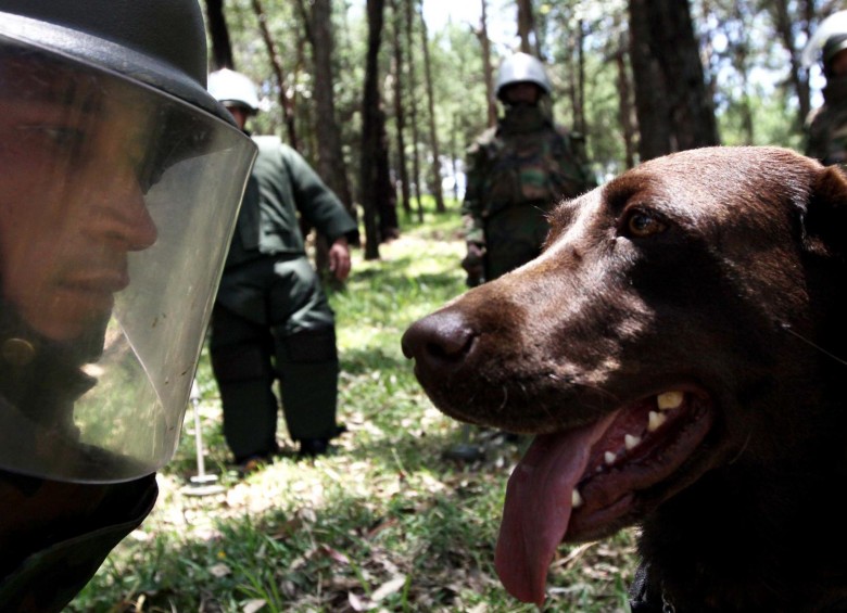 Los caninos han servido para detectar explosivos y rescatar personas, ahora detectarán casos de covid-19. FOTO ARCHIVO MANUEL SALDARRIAGA